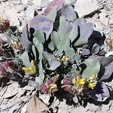 Physaria pruinosa (greene) o'kane unspecified picture