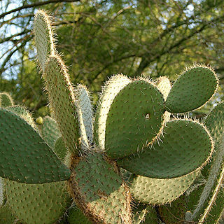 Opuntia aciculata unspecified picture