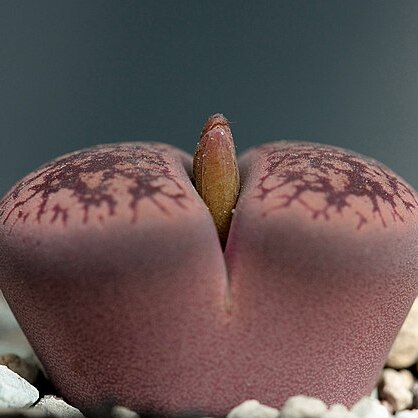 Lithops aucampiae unspecified picture