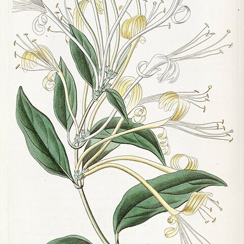 Lonicera longiflora unspecified picture