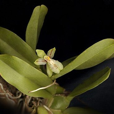 Leochilus scriptus unspecified picture