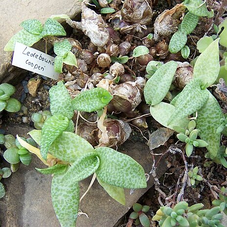 Ledebouria cooperi unspecified picture