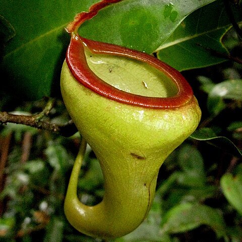 Nepenthes x pyriformis unspecified picture