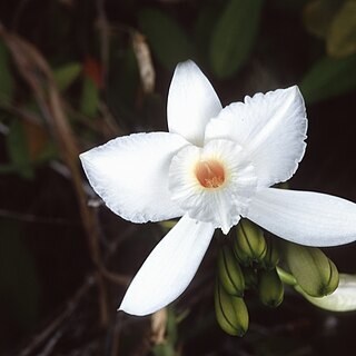 Vanilla phalaenopsis unspecified picture