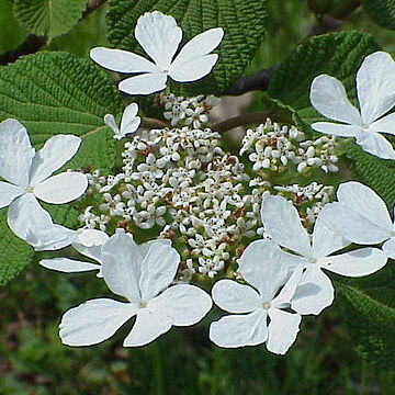 Viburnum furcatum unspecified picture