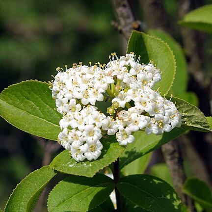 Viburnum burejaeticum unspecified picture