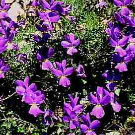 Viola nebrodensis unspecified picture