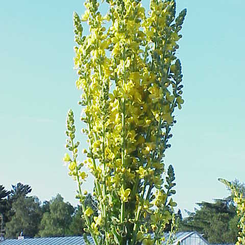 Verbascum olympicum unspecified picture