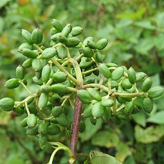 Viburnum coriaceum unspecified picture