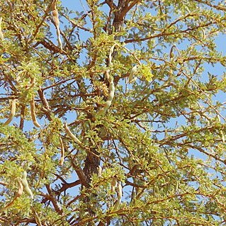 Vachellia suberosa unspecified picture