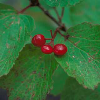 Viburnum edule unspecified picture