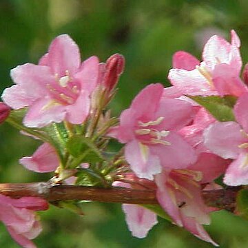 Weigela unspecified picture