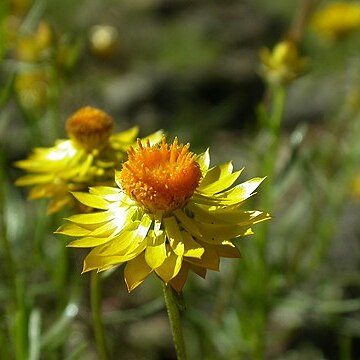 Xerochrysum viscosum unspecified picture