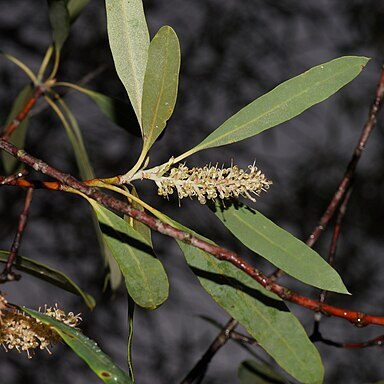 Xylomelum cunninghamianum unspecified picture