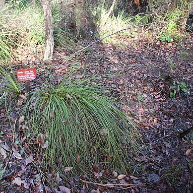 Xanthorrhoea gracilis unspecified picture