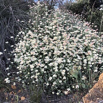 Xanthosia tomentosa unspecified picture