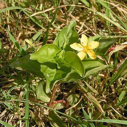 Lysimachia unspecified picture