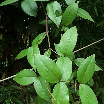 Zanthoxylum nitidum unspecified picture