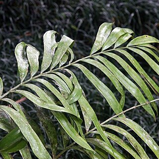 Zamia acuminata unspecified picture