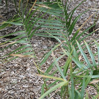 Zamia paucijuga unspecified picture