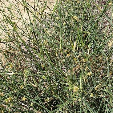 Zygochloa paradoxa unspecified picture