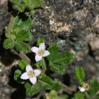 Zieria obcordata unspecified picture