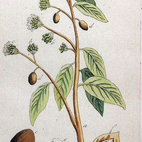 Nectandra pichurim unspecified picture