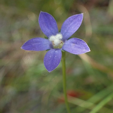 Wahlenbergia violacea unspecified picture