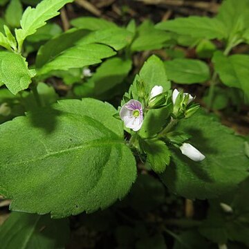 Veronica japonensis unspecified picture