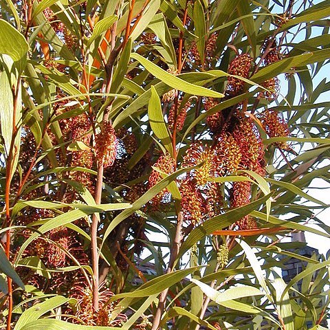 Hakea archaeoides unspecified picture