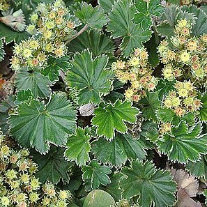 Lachemilla unspecified picture