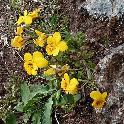 Viola paradoxa unspecified picture