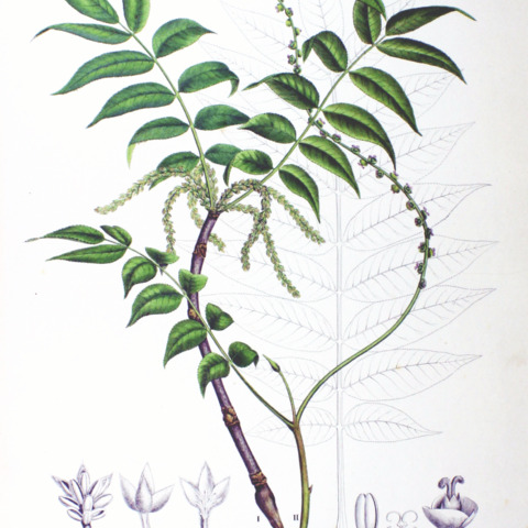 Pterocarya rhoifolia unspecified picture