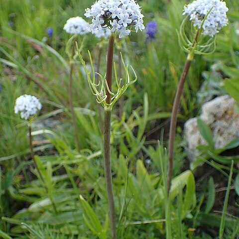 Valeriana leucophaea unspecified picture