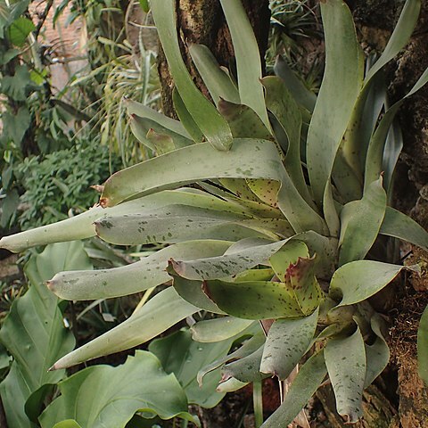 Vriesea pardalina unspecified picture