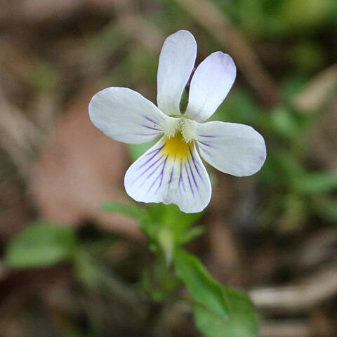 Viola bicolor unspecified picture