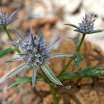 Eryngium pinnatifidum unspecified picture