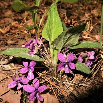 Viola phalacrocarpa unspecified picture