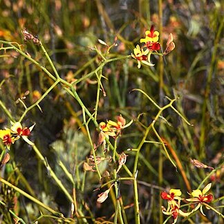 Jacksonia racemosa unspecified picture