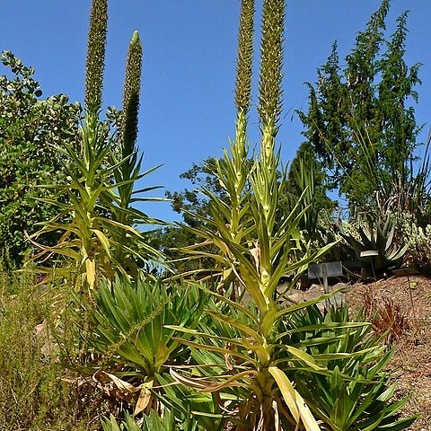 Lobelia aberdarica unspecified picture