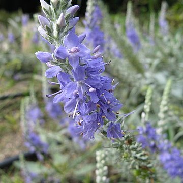 Veronica ornata unspecified picture