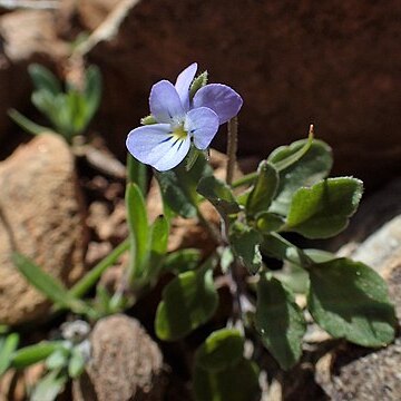 Viola subatlantica unspecified picture