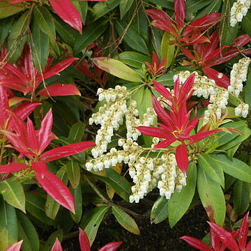 Pieris unspecified picture