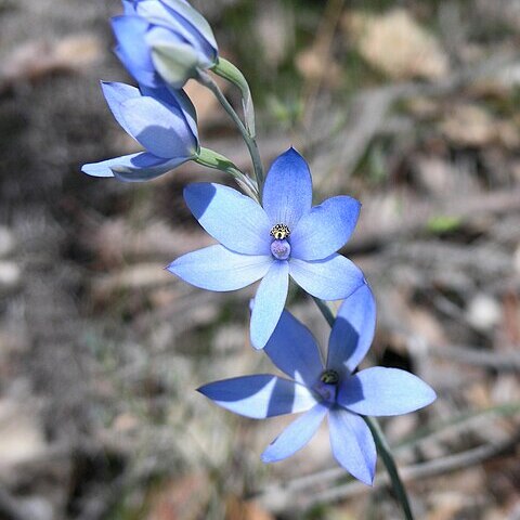 Thelymitra crinita unspecified picture