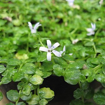 Lobelia loochooensis unspecified picture