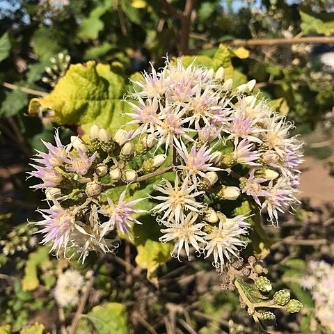 Vernonia colorata unspecified picture