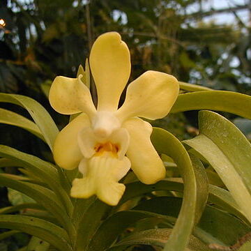 Vanda unspecified picture