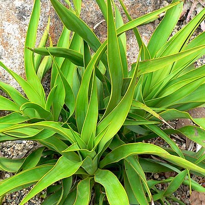 Yucca rupicola unspecified picture