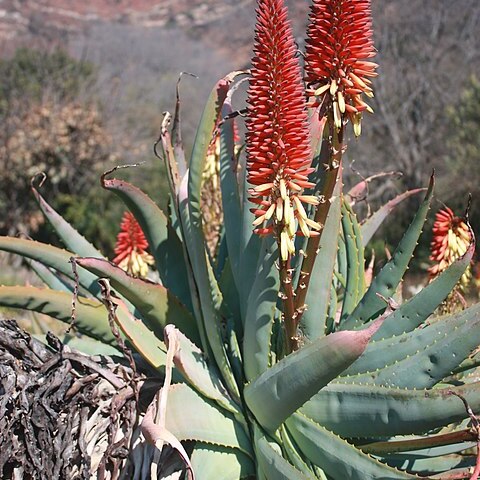 Aloe mutabilis unspecified picture