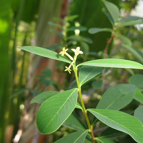 Wikstroemia pseudoretusa unspecified picture